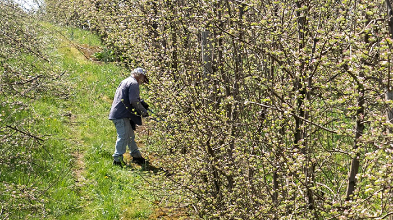 workers rights appellate victory against sunsweet growers