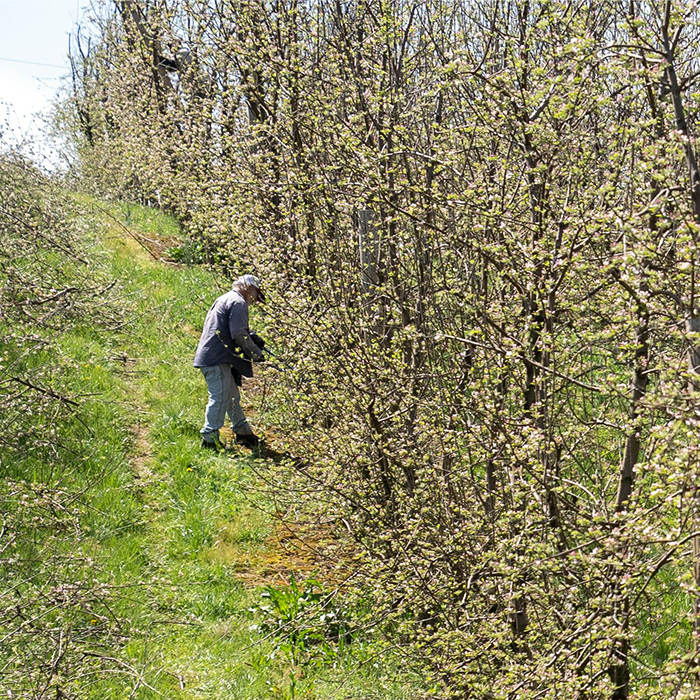 workers rights appellate victory against sunsweet growers