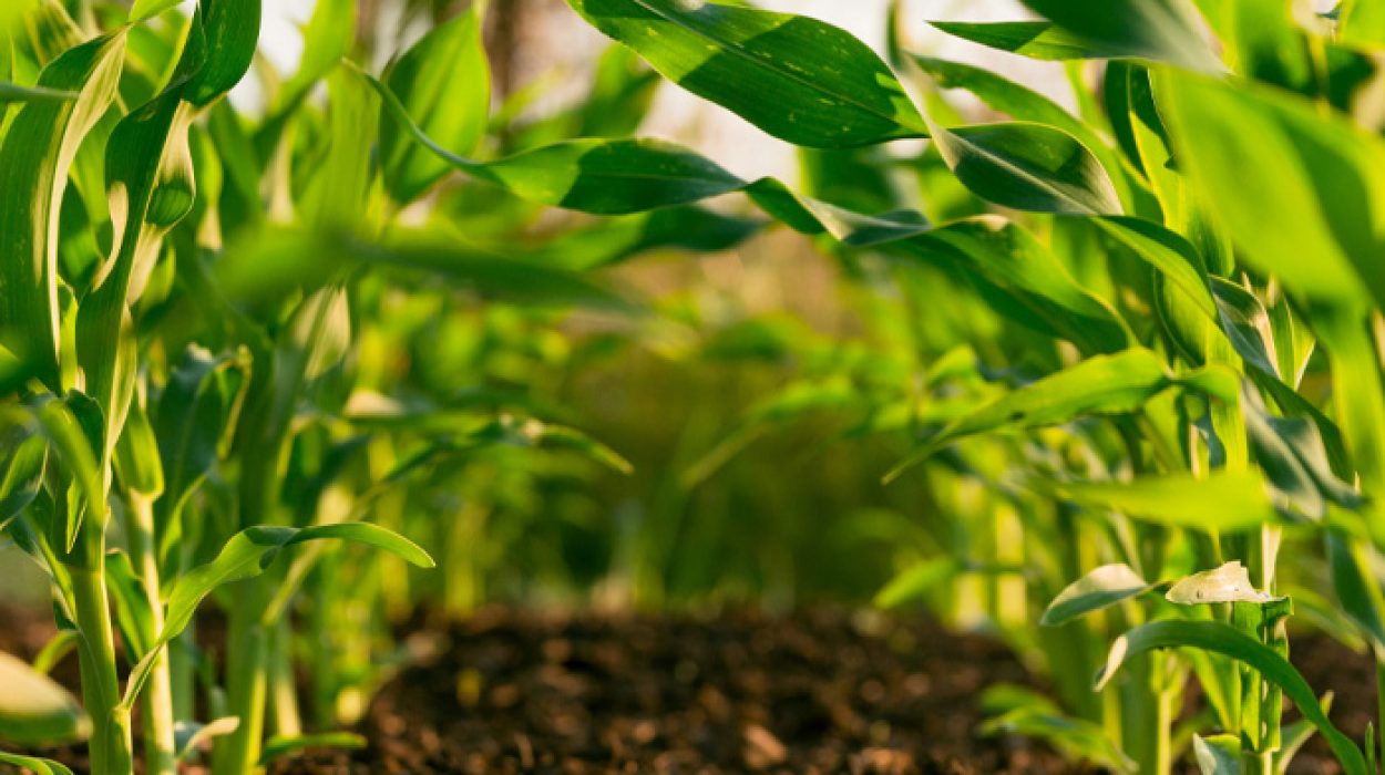 Roundup cancer lawsuit