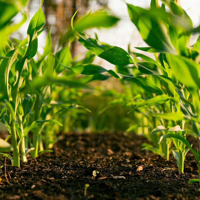 Roundup cancer lawsuit